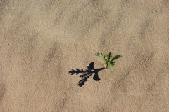 Dünen Corralejo