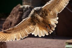 Vogelschau