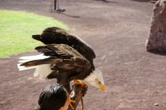 Vogelschau