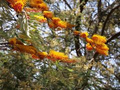 Akazienblüten