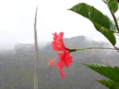 Blume Paultal