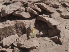 San Pedro Viscacha
