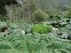 Planque
