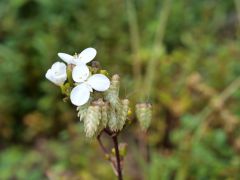 andere Blume