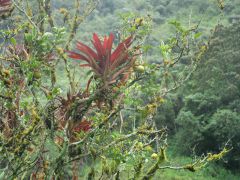 Río Pastaza Canyon