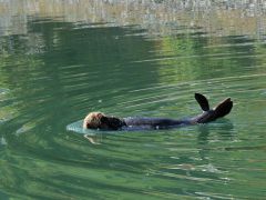 Seeotter