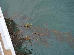Kelp
