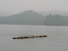 Fitz Hugh Sound