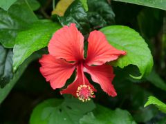 Cabrera Orchid Bay