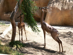 San Diego Zoo