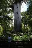 Kauri