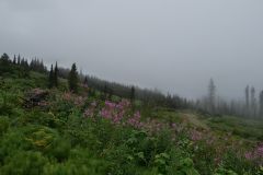 Gold Rush Back Road