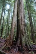 Avatar Grove