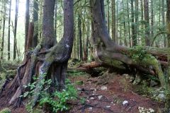 Avatar Grove