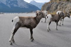 Mountain Bighorn Schafe