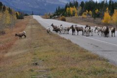 Mountain Bighorn Schafe